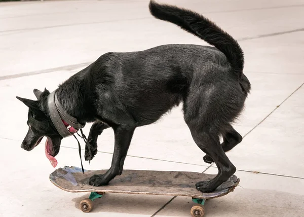 Смешная Чёрная Собака Катается Скейтборде Большими Способностями Опытом Животное Играет — стоковое фото