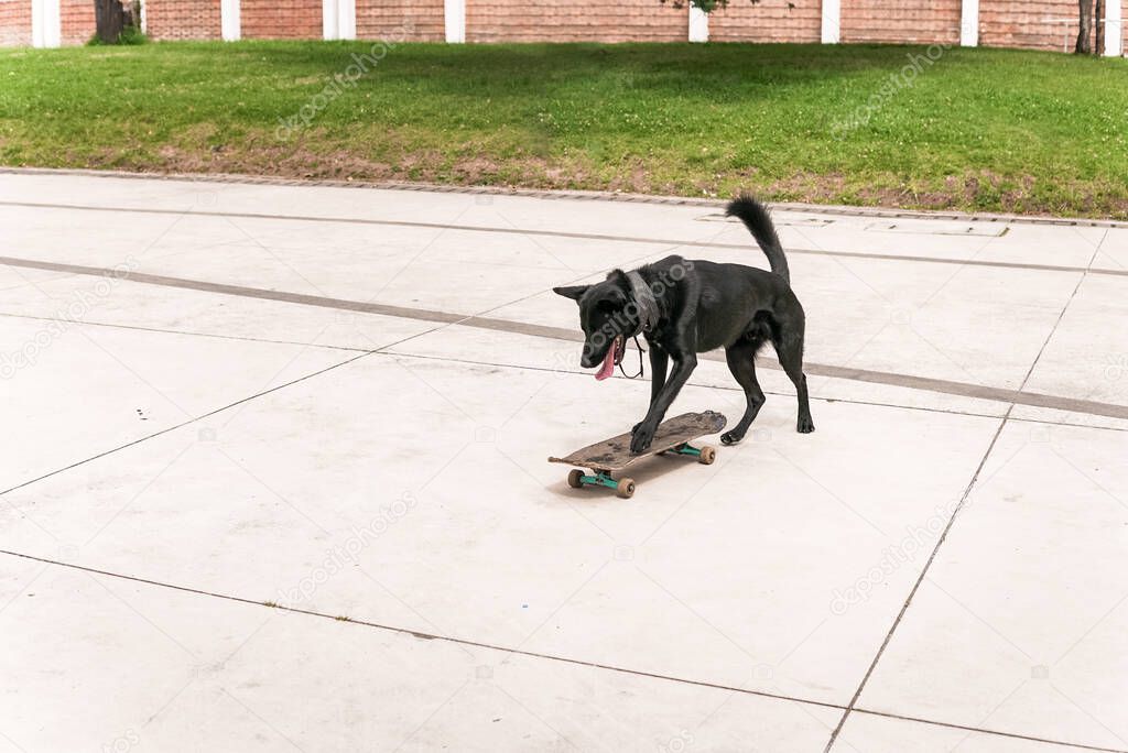 Funny black dog riding a skateboard with great ability and expertise. The animal is playing and doing tricks with the old toy, having lots of fun while skateboarding.  