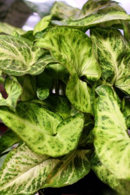 Güzel çiçekler. Geçmişi. Parlak renkler. Buket