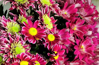 Güzel çiçekler. Geçmişi. Parlak renkler. Buket