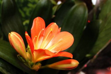 Güzel çiçekler. Geçmişi. Parlak renkler. Buket