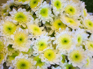 Güzel çiçekler. Geçmişi. Parlak renkler. Buket