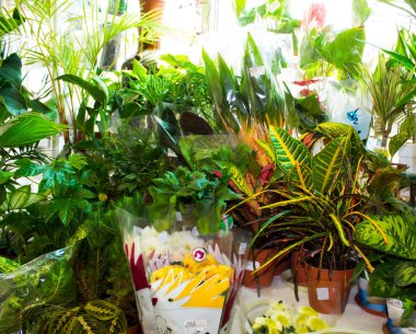 Güzel çiçekler. Geçmişi. Parlak renkler. Buket