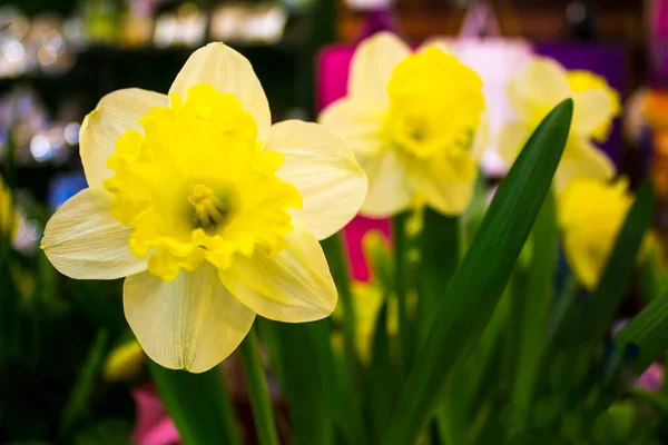 Vackra Blommor Bakgrund Ljusa Färger Bukett — Stockfoto