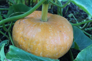 yemek, yemek, yemek, pizza, pasta, pasta, akşam yemeği, mutfak, peynir, lezzetli, et, fırın, tatlı, pasta, taze, kiş, yemek, sağlıklı, atıştırmalık, sebze, ev yapımı