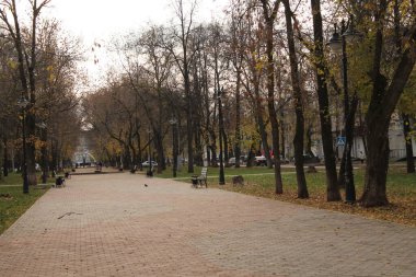 Rusya 'daki parklar ve doğa. Sonbahar. Gri gökyüzü