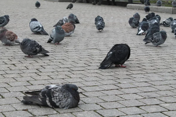 Des Oiseaux Pigeons Gris Nature Russie — Photo