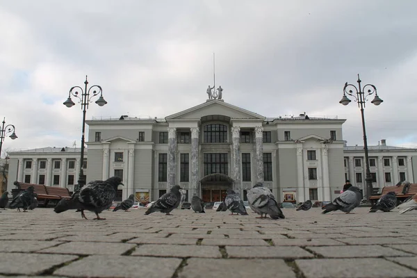 Birds Grey Pigeons Nature Russia — Stock Photo, Image