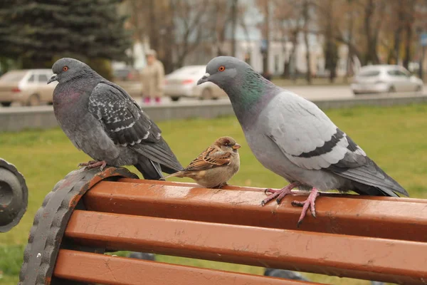 Birds Grey Pigeons Nature Russia — Stock Photo, Image
