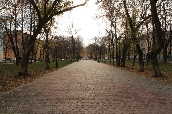 Parks Nature Russia Autumn Gray Sky — Stock Photo, Image