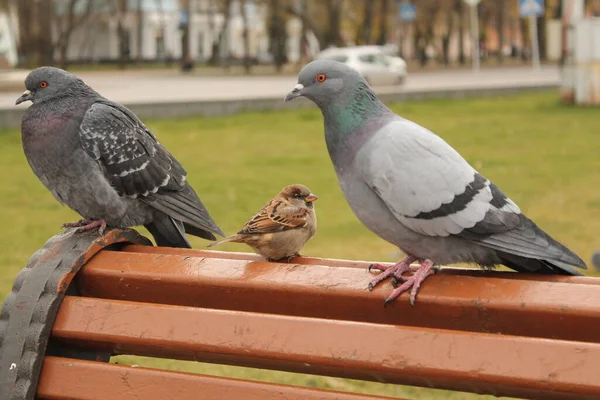 Birds Grey Pigeons Nature Russia — Stock Photo, Image