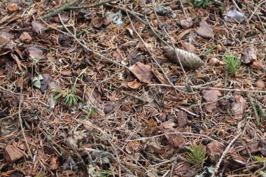 Ormana in. Noel ağacı iğneleri. Ormanın içinde yerde. Doğa