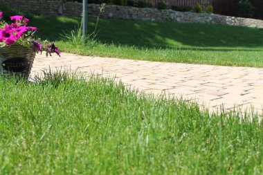 Bahçedeki yeşil çimenler. Parlak renkler. Doğa