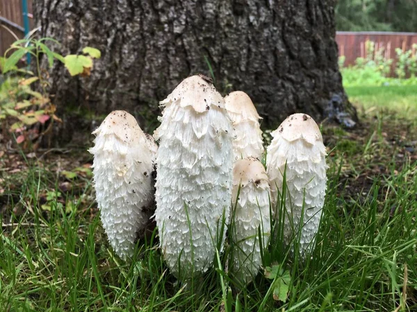 蘑菇Mushrooms 有毒的蘑菇 — 图库照片