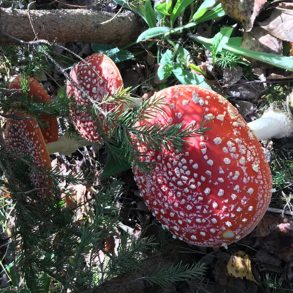 Paddenstoelen Giftige Paddenstoel Grieken Natuur — Stockfoto