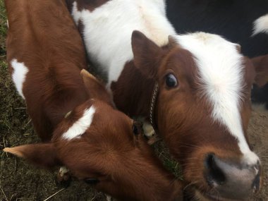 Evcil hayvanlar. Hayvanat bahçesindeki hayvanlar. Çiftlik