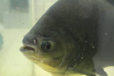 Su altı dünyası. Balık. Okyanus. Deniz hayatı. Vahşi yaşam