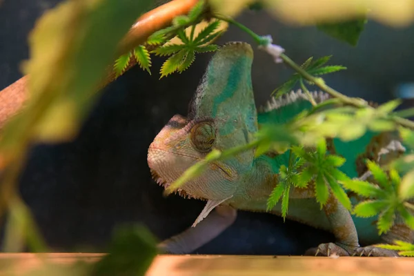 Wildtiere Reptilien Zoo Reptilien Freier Wildbahn — Stockfoto