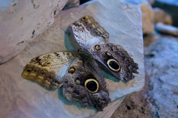 Kelebekler Canlı Kelebek Parkı Koza — Stok fotoğraf