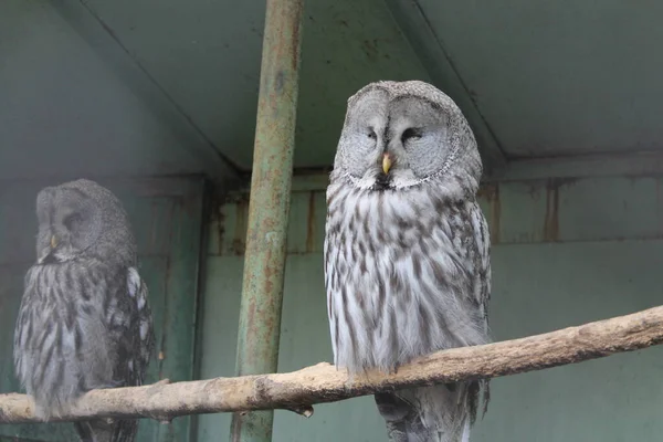 Vahşi yaşam. Kuşlar. Doğadaki kuşlar. Hayvanat bahçesindeki kuşlar. 