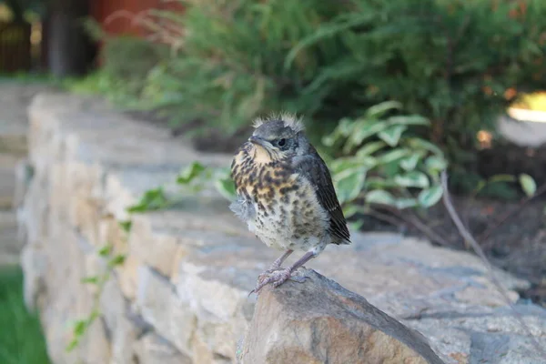 Vida Selvagem Pássaros Pássaros Natureza Aves Zoológico — Fotografia de Stock