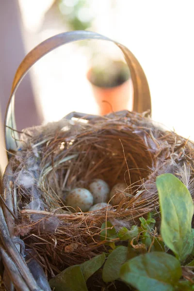 Vida Silvestre Pájaros Pájaros Naturaleza Aves Zoológico —  Fotos de Stock