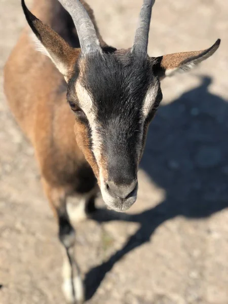 Haustiere Haustiere Zoo Bauernhof — Stockfoto