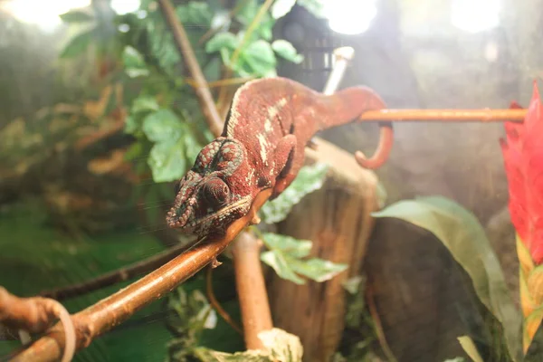 野生動物 爬虫類動物園で爬虫類 野生の爬虫類 — ストック写真