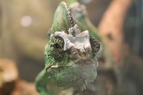 野生動物 爬虫類動物園で爬虫類 野生の爬虫類 — ストック写真