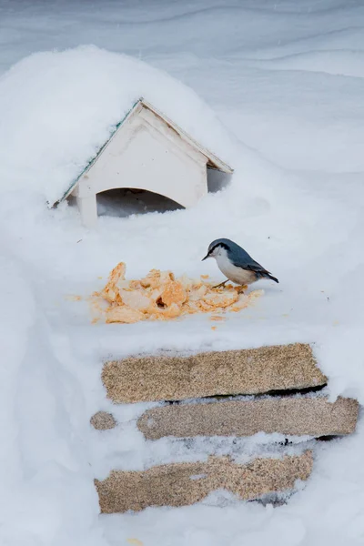 Faune Des Oiseaux Des Oiseaux Dans Nature Oiseaux Dans Zoo — Photo