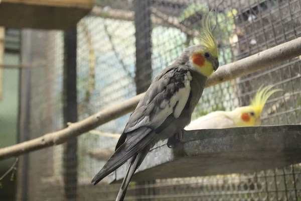 Vahşi Yaşam Kuşlar Doğadaki Kuşlar Hayvanat Bahçesindeki Kuşlar — Stok fotoğraf