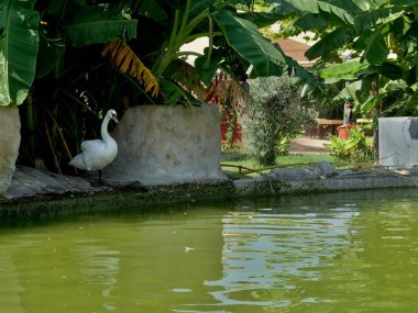 Vahşi yaşam. Kuşlar. Doğadaki kuşlar. Hayvanat bahçesindeki kuşlar. 