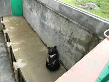 Vahşi yaşam. Hayvanlar. Vahşi hayvan. Vahşi doğadaki hayvanlar. Hayvanat bahçesindeki hayvanlar. Ayı.