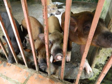 Evcil hayvanlar. Hayvanat bahçesindeki hayvanlar. Çiftlik