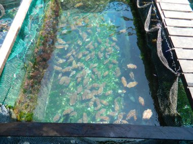 Su altı dünyası. Balık. Okyanus. Deniz hayatı. Vahşi yaşam