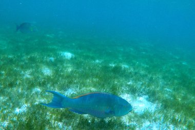 Su altı dünyası. Balık. Okyanus. Deniz hayatı. Vahşi yaşam