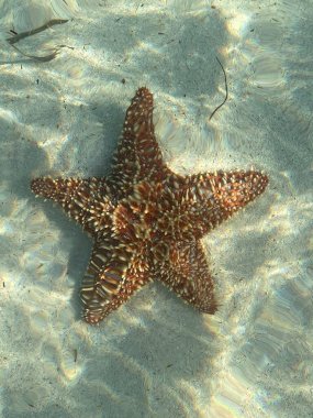 Su altı dünyası. Balık. Okyanus. Deniz hayatı. Vahşi yaşam