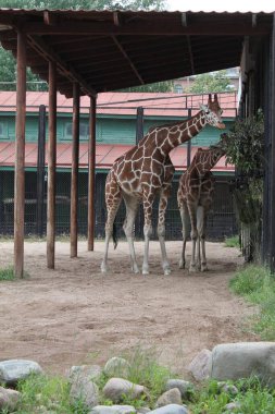 Vahşi yaşam. Hayvanlar. Vahşi hayvan. Vahşi doğadaki hayvanlar. Hayvanat bahçesindeki hayvanlar. Zürafa