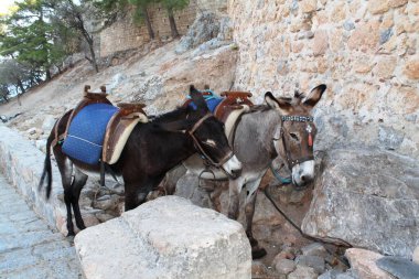Evcil hayvanlar. Hayvanat bahçesindeki hayvanlar. Çiftlik