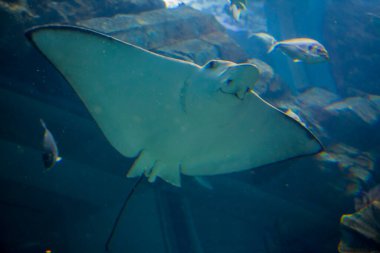 Su altı dünyası. Balık. Deniz akvaryumu. Vahşi yaşam