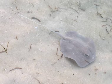 Su altı dünyası. Balık. Okyanus. Deniz hayatı. Vahşi yaşam