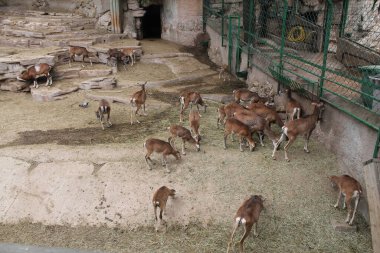 Vahşi yaşam. Hayvanlar. Vahşi hayvan. Vahşi doğadaki hayvanlar. Hayvanat bahçesindeki hayvanlar. Geyik. Geyik