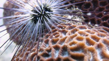 Su altı dünyası. Balık. Okyanus. Deniz hayatı. Vahşi yaşam