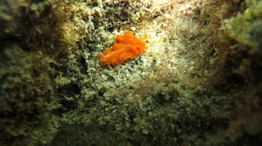 Su altı dünyası. Balık. Okyanus. Deniz hayatı. Vahşi yaşam