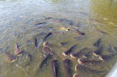 Vahşi yaşam. Deniz hayatı. Deniz akvaryumu. Balık