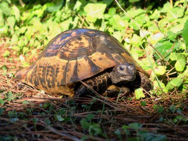 Vahşi yaşam. Sürüngenler. Hayvanat bahçesindeki sürüngenler. Vahşi doğadaki sürüngenler.