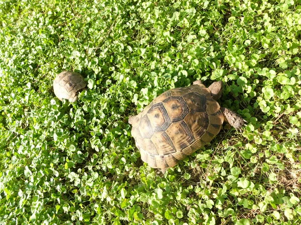 Wildlife Reptiles Turtle Turtles Zoo Wild — Stock Photo, Image