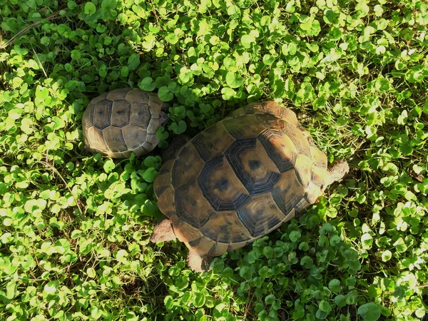 野生動物 爬虫類だ カメだ 動物園や野生のカメ — ストック写真