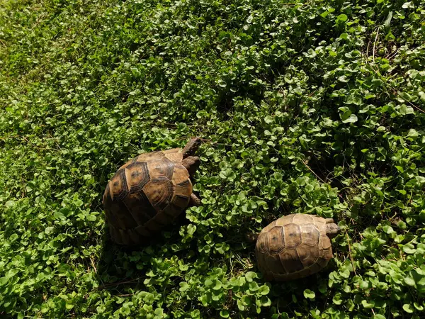 Wilde Dieren Reptielen Schildpad Schildpadden Dierentuin Het Wild — Stockfoto