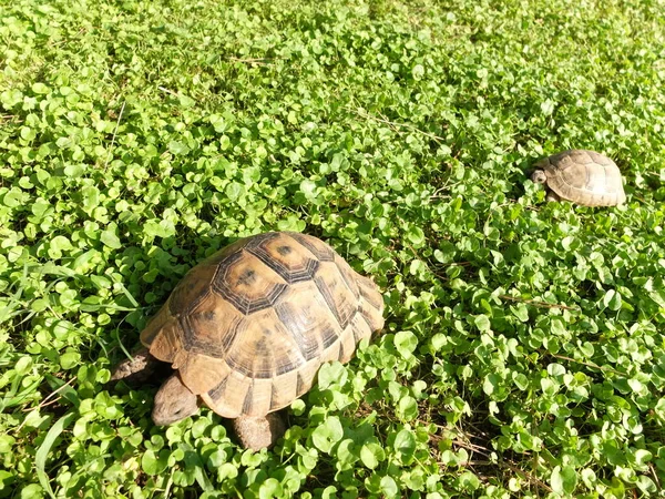 Wilde Dieren Reptielen Schildpad Schildpadden Dierentuin Het Wild — Stockfoto